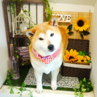 【本店】2020年6月26日のワンちゃん達♪