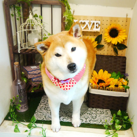 【本店】2020年6月26日のワンちゃん達♪