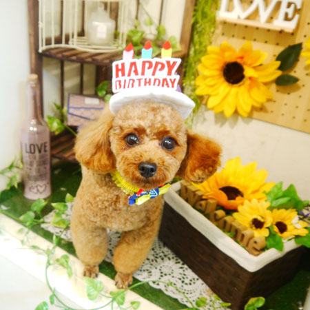 【本店】2020年6月27日のワンちゃん達♪