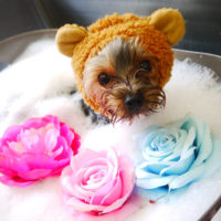 【本店】2020年6月28日のワンちゃん達♪