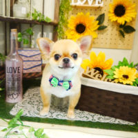 【本店】2020年6月29日のワンちゃん達♪