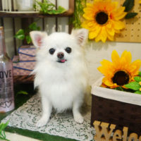 【本店】2020年7月1日のワンちゃん達♪