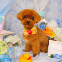 【山手 店】2020年6月1日のワンちゃん達♪