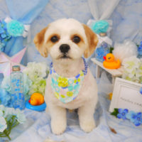 【山手店】2020年6月4日のワンちゃん達♪