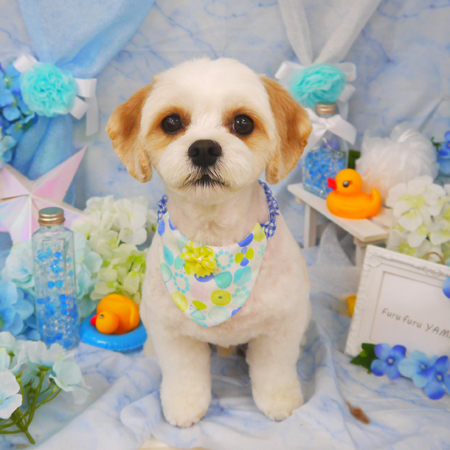 【山手店】2020年6月4日のワンちゃん達♪