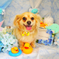 【山手店】2020年6月5日のワンちゃん達♪