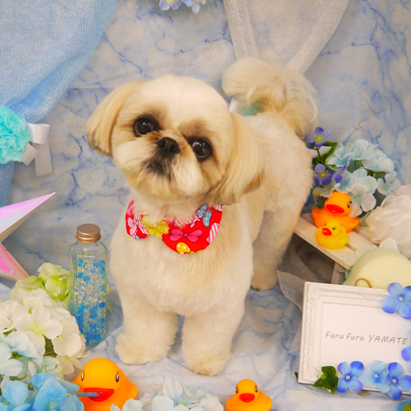 【山手店】2020年6月6日のワンちゃん達♪