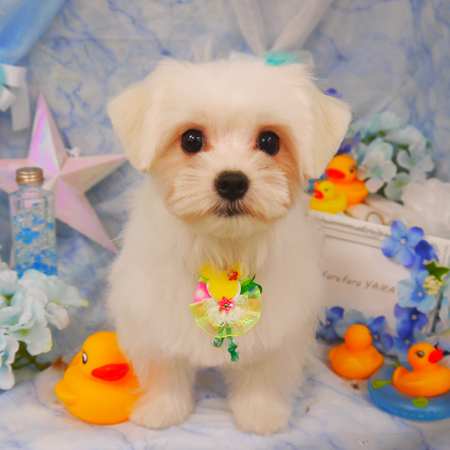 【山手店】2020年6月7日のワンちゃん達♪