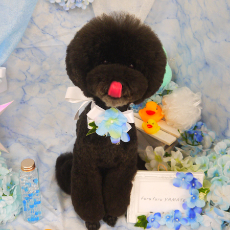 【山手店】2020年6月8日のワンちゃん達♪