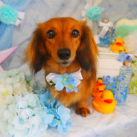 【山手店】2020年6月11日のワンちゃん達♪