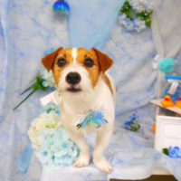 【山手店】2020年6月12日のワンちゃん達♪