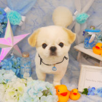 【山手店】2020年6月13日のワンちゃん達♪