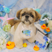 【山手店】2020年6月14日のワンちゃん達♪