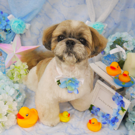 【山手店】2020年6月14日のワンちゃん達♪