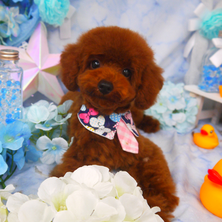 【山手店】2020年6月18日のワンちゃん達♪