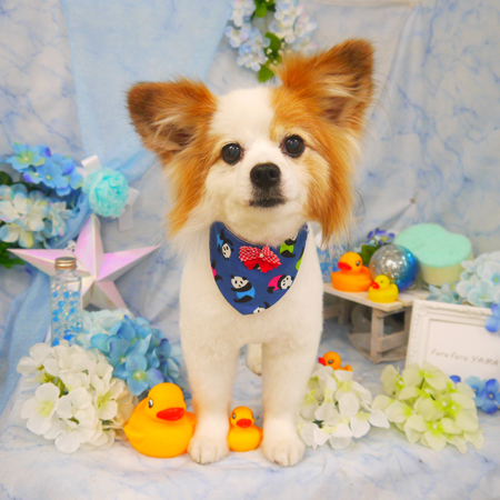 【山手店】2020年6月19日のワンちゃん達♪