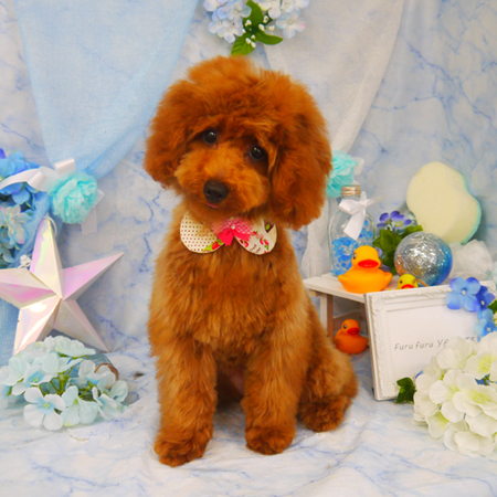 【山手店】2020年6月20日のワンちゃん達♪