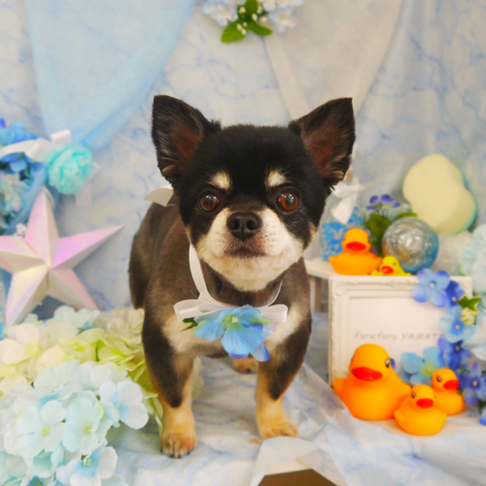 【山手店】2020年6月21日のワンちゃん達♪