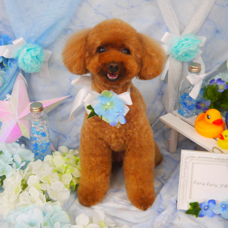 【山手店】2020年6月22日のワンちゃん達♪