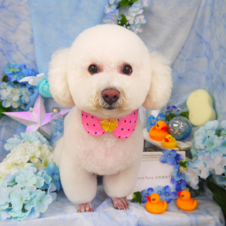 【山手店】2020年6月24日のワンちゃん達♪