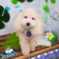 【山手店】2020年6月25日のワンちゃん達♪