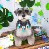 【山手店】2020年6月26日のワンちゃん達♪