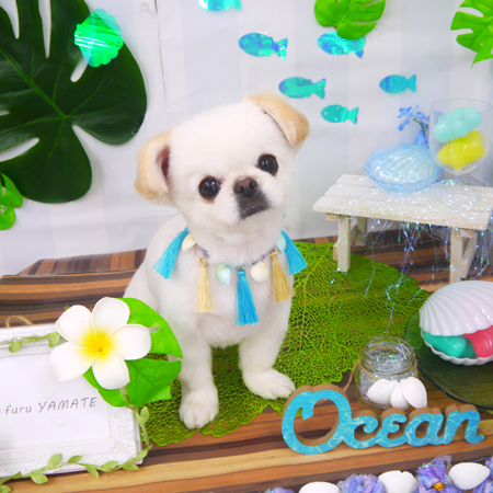 【山手店】2020年6月27日のワンちゃん達♪