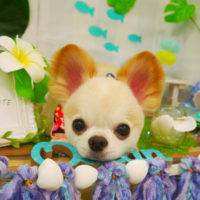 【山手店】2020年6月28日のワンちゃん達♪