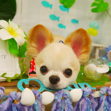 【山手店】2020年6月28日のワンちゃん達♪