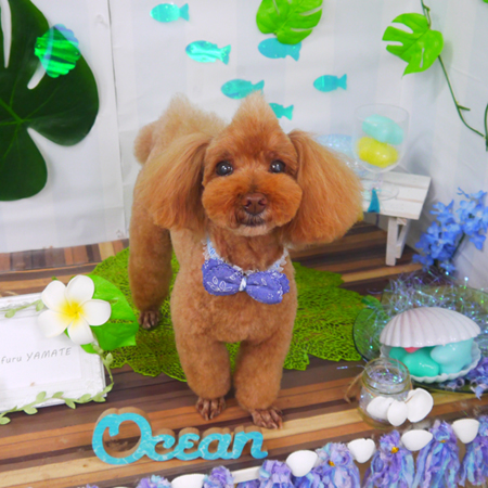 【山手店】2020年6月29日のワンちゃん達♪