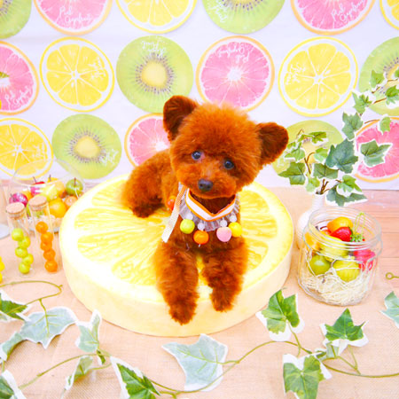 【池下店】2020年6月1日のワンちゃん達♪