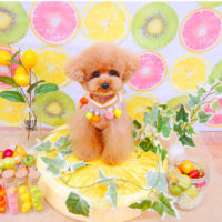 【池下店】2020年6月4日のワンちゃん達♪