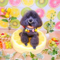 【池下店】2020年6月5日のワンちゃん達♪