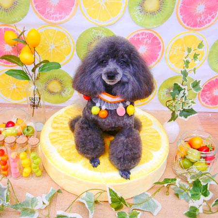 【池下店】2020年6月5日のワンちゃん達♪