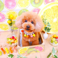 【池下店】2020年6月11日のワンちゃん達♪