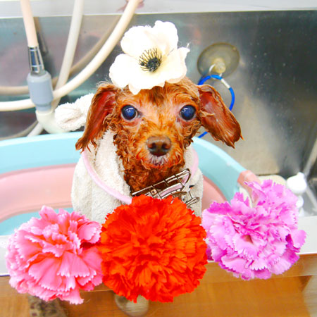 【池下店】2020年6月12日のワンちゃん達♪