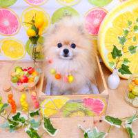 【池下店】2020年6月13日のワンちゃん達♪