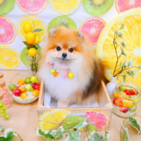 【池下店】2020年6月14日のワンちゃん達♪