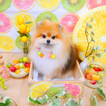 【池下店】2020年6月14日のワンちゃん達♪