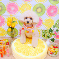 【池下店】2020年6月15日のワンちゃん達♪