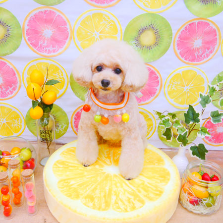 【池下店】2020年6月15日のワンちゃん達♪