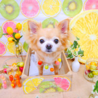 【池下店】2020年6月18日のワンちゃん達♪