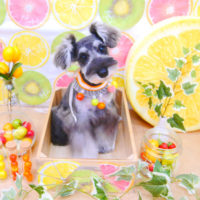 【池下店】2020年6月19日のワンちゃん達♪