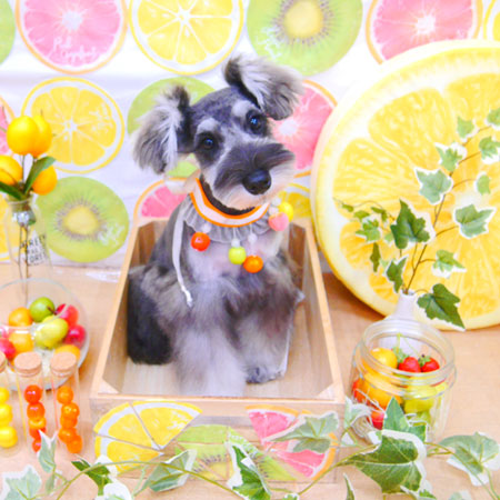 【池下店】2020年6月19日のワンちゃん達♪