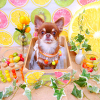 【池下店】2020年6月20日のワンちゃん達♪