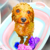 【池下店】2020年6月21日のワンちゃん達♪