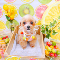 【池下店】2020年6月22日のワンちゃん達♪