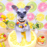 【池下店】2020年6月24日のワンちゃん達♪