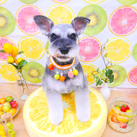 【池下店】2020年6月24日のワンちゃん達♪