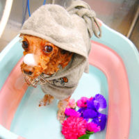 【池下店】2020年6月25日のワンちゃん達♪